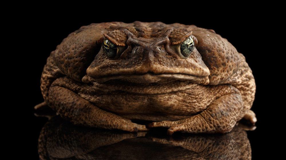 giant cane toad facing camera