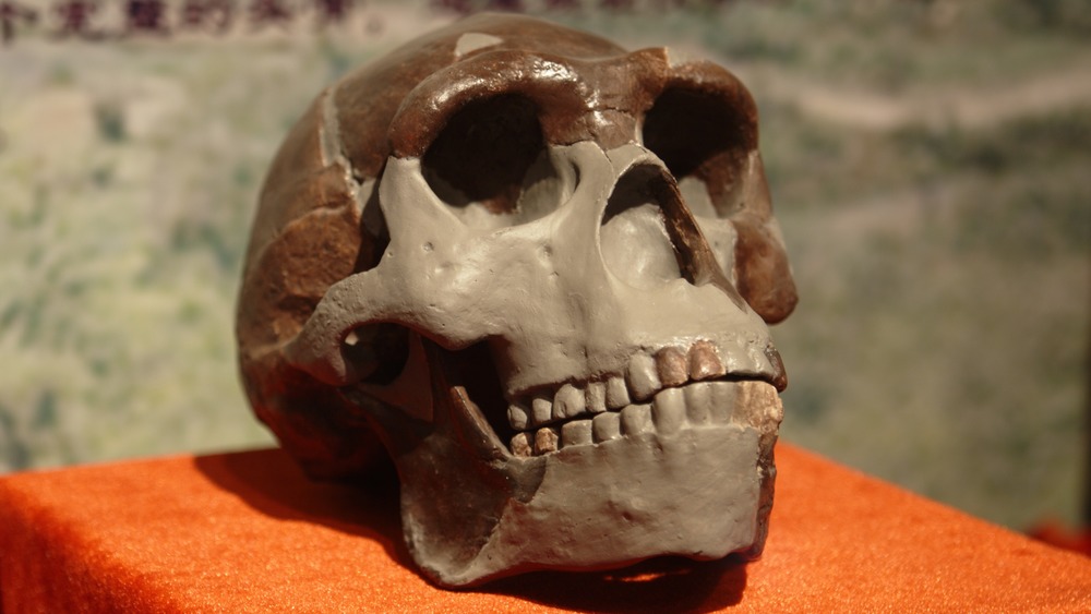 skull of Peking Man reconstruction