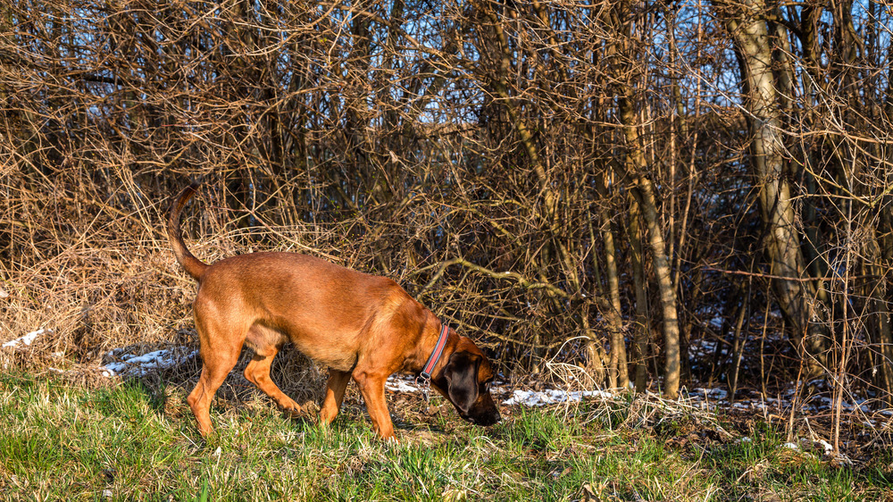Bloodhound searching woods