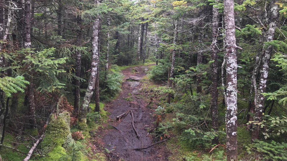 Muddy path, Long Trail, Vermont