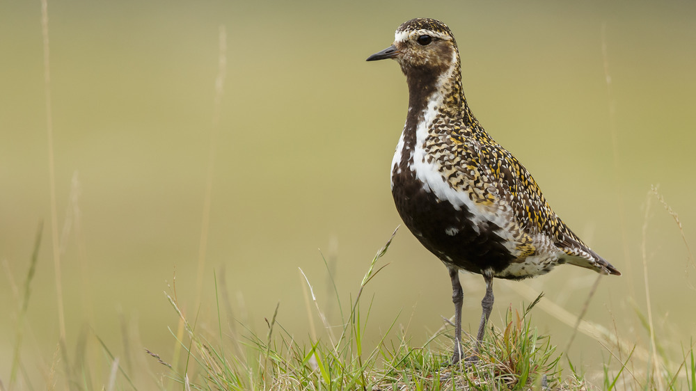 European golden plover