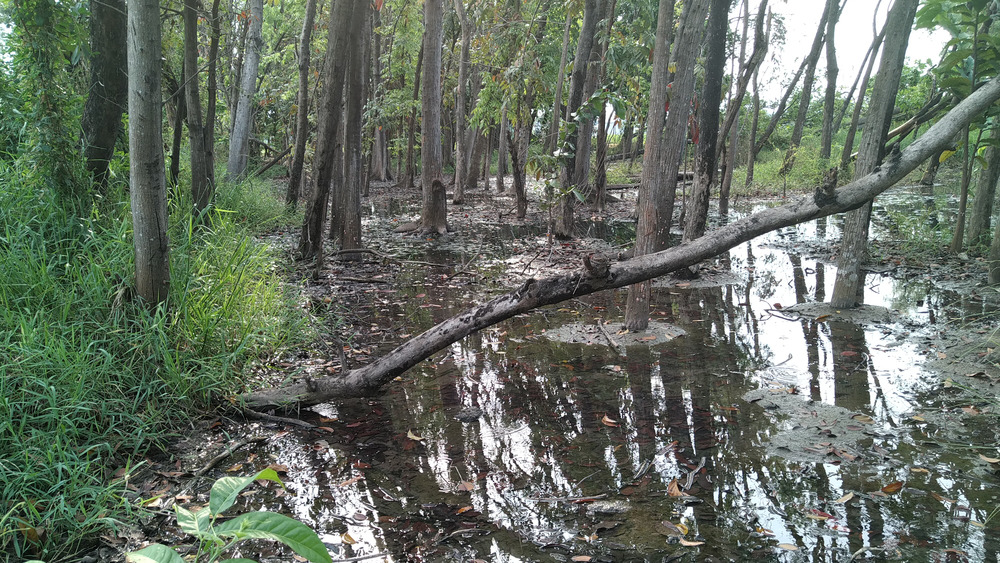 ominous looking pond