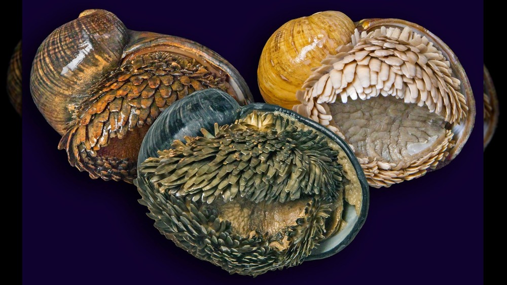 scaly-foot snails