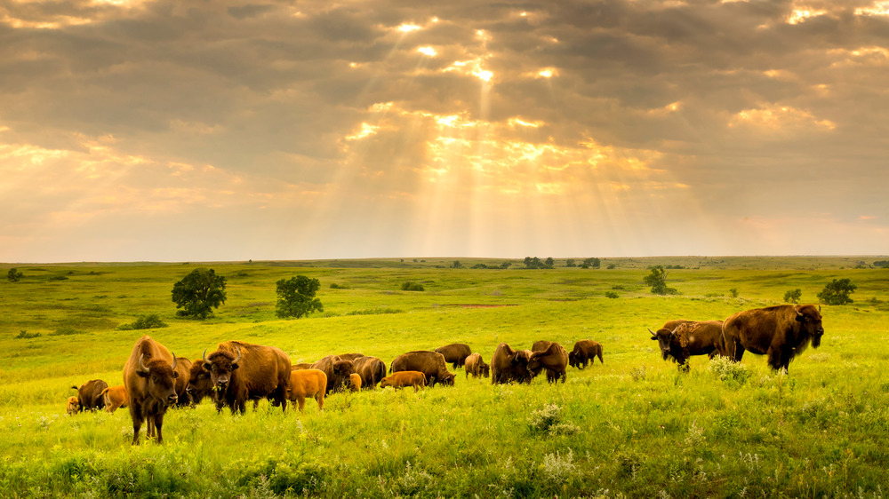 American buffalo in Kansas Preserve
