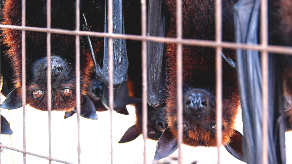 Caged fruit bats hanging upside down