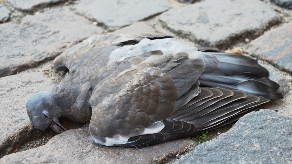A dead pigeon on the sidewalk
