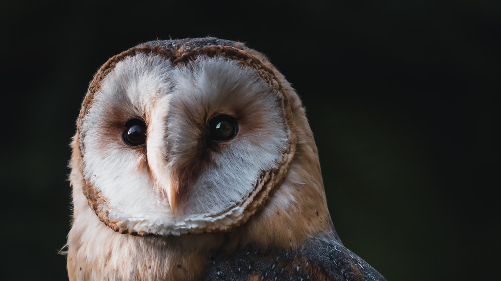 A barn owl face