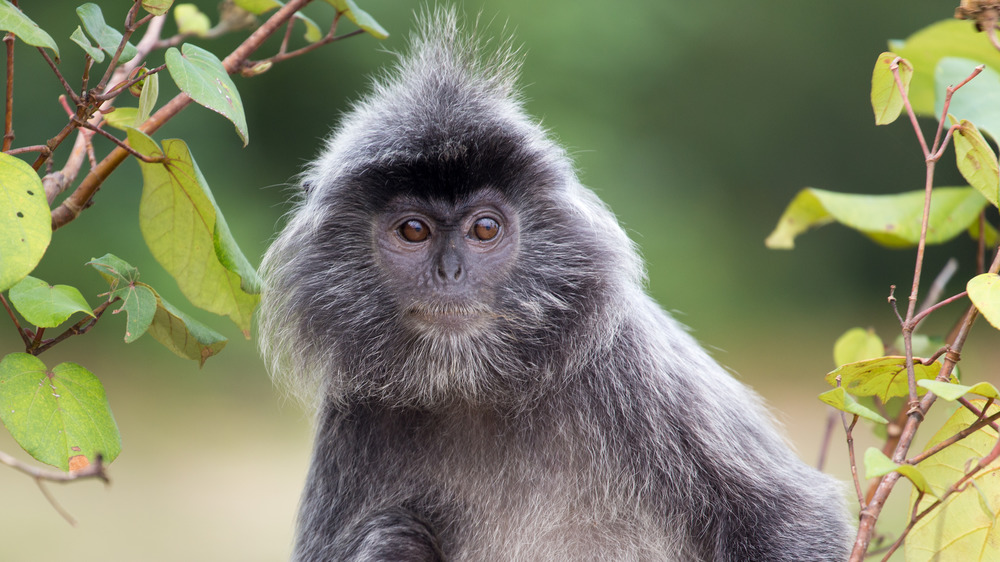 Silver monkey in trees