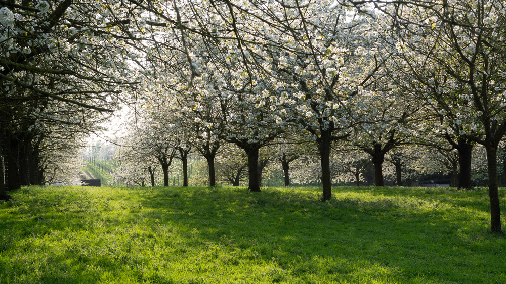 cherry orchard in bloom
