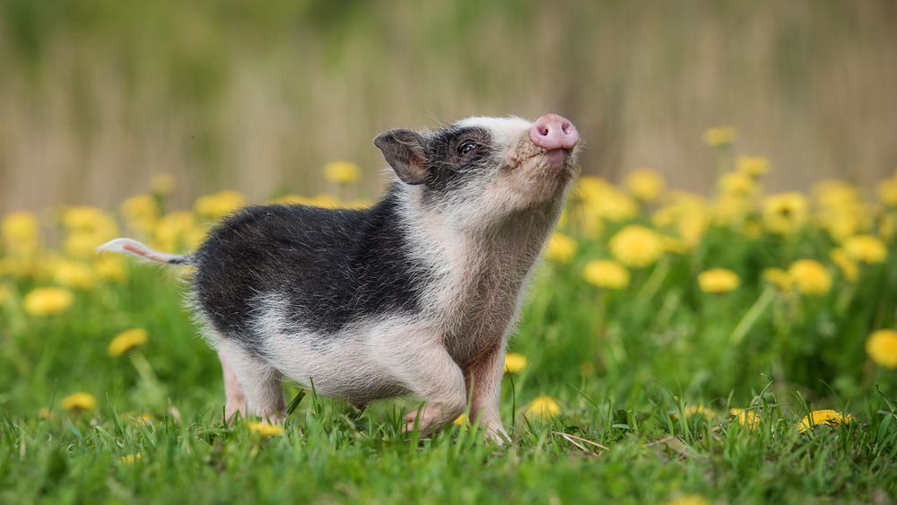mini baby pig walking in a field a happy criminal