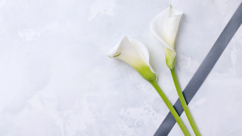 Funereal flowers, white Calla Lilies