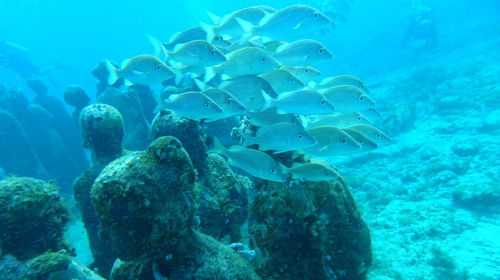 School of fish, MUSA Cancun
