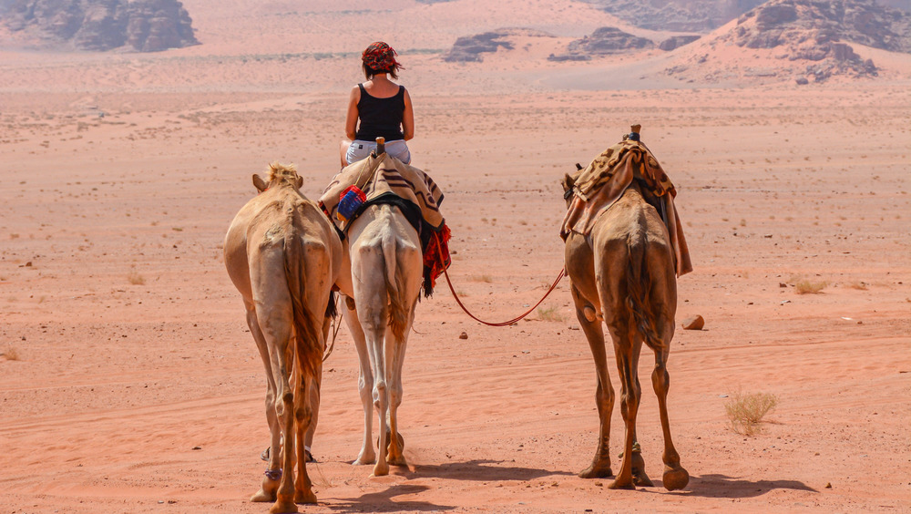 Riding camels in the desert
