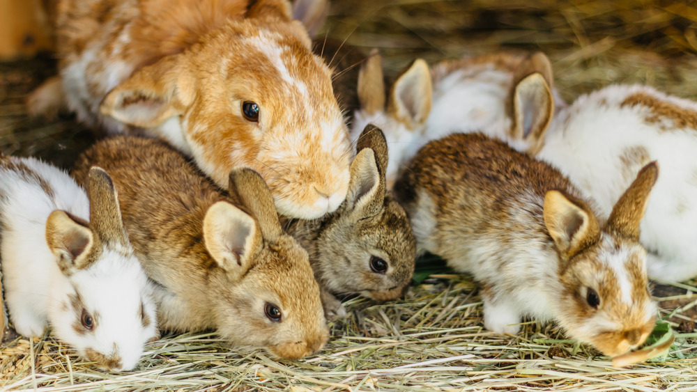 Newborn rabbits