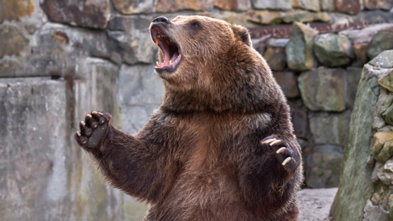 An angry bear.