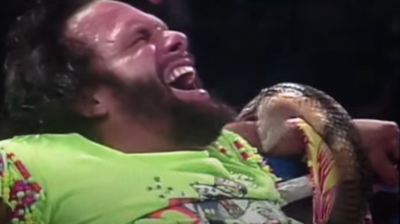 Macho Man Randy Savage getting snake bit