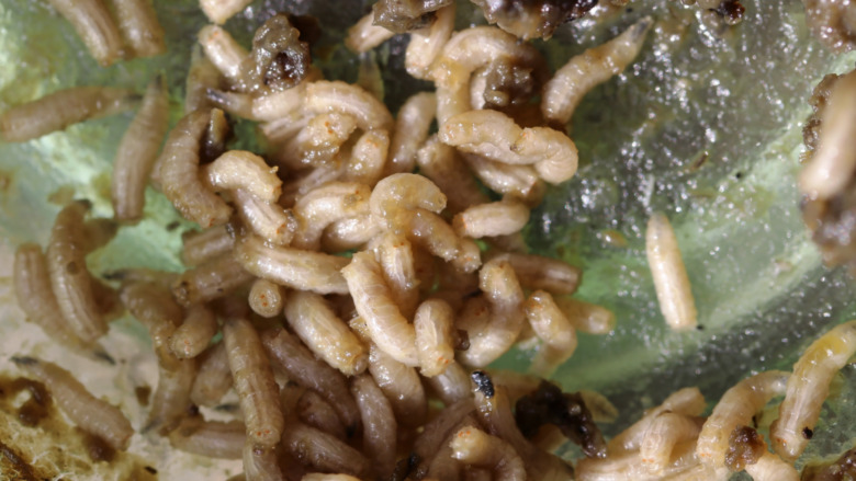Maggots on decomposing meat