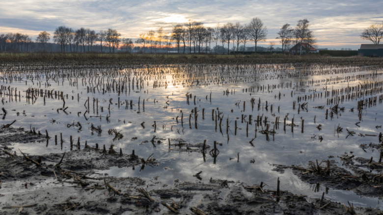 cold and flooded field
