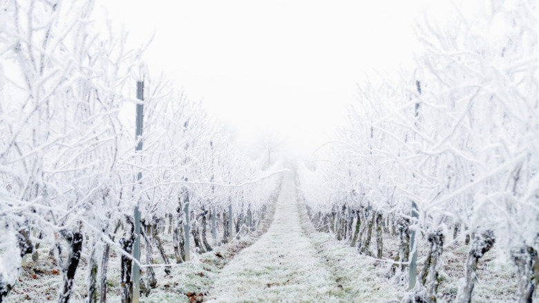 frozen vineyard