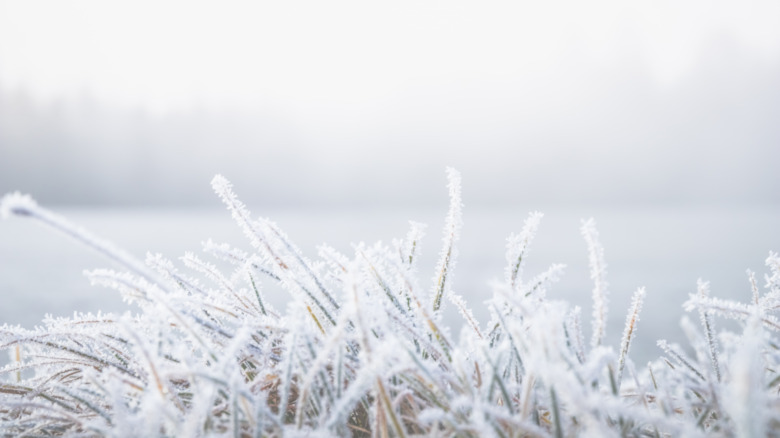 frozen landscape winter