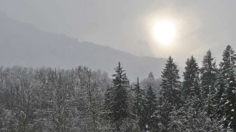 sun over a frozen forest