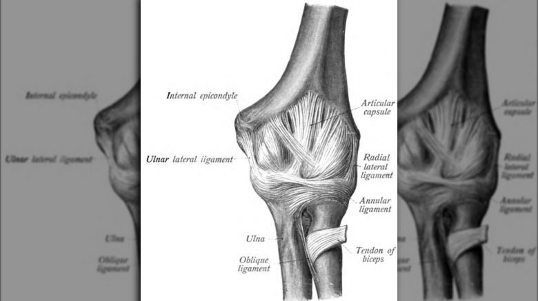 diagram of ligaments and bones