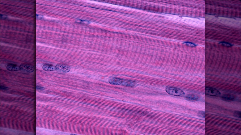 close up of muscle tissue showing pink and purple lines