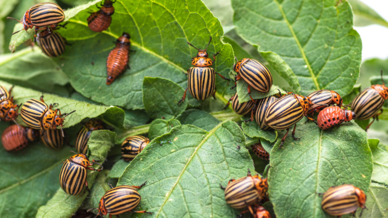 insects crawling on green leaves