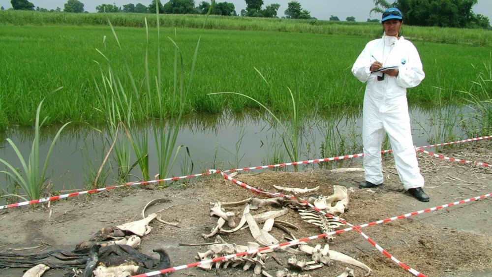 Roma Khan Cattle body farm