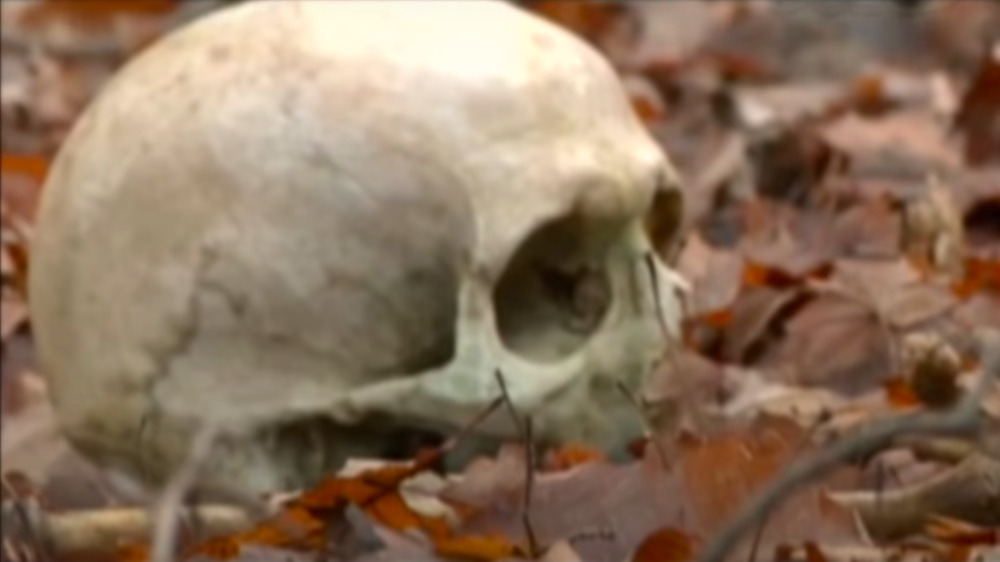 skull among dead leaves