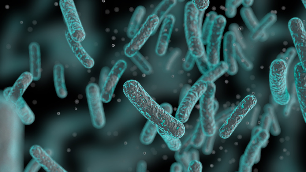 Digital visualization of salmonella bacteria cells