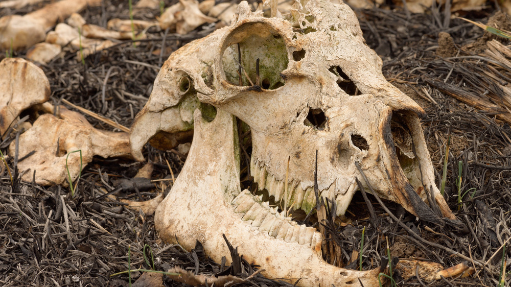 animal bones after a fire