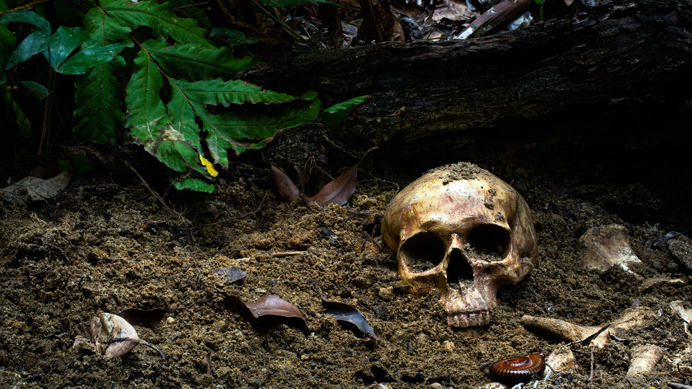 skull buried in the dirt