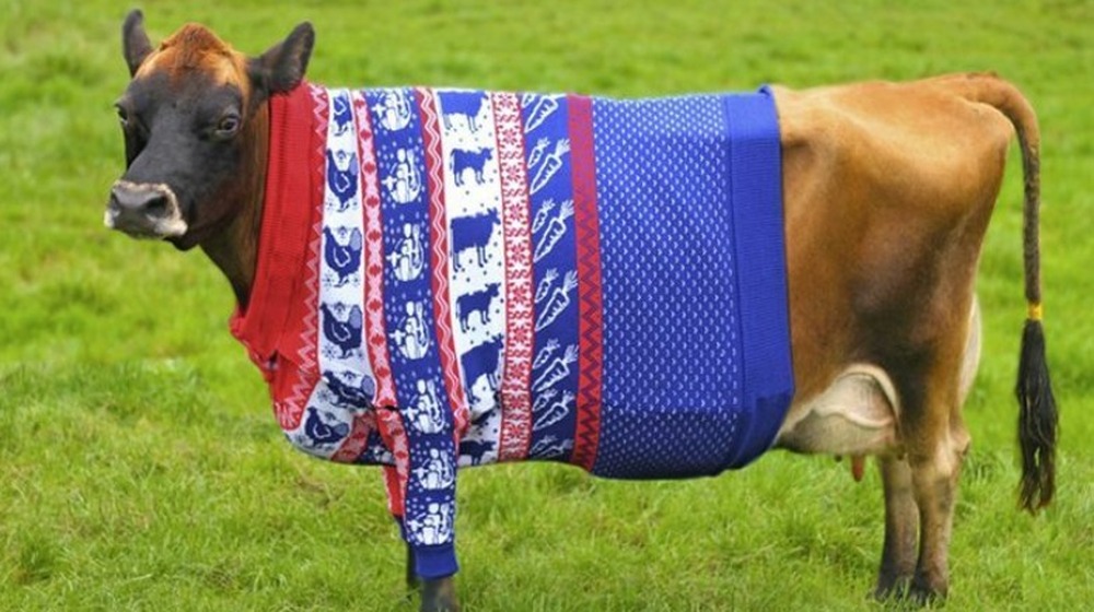 Blue and red sweater worn by a cow
