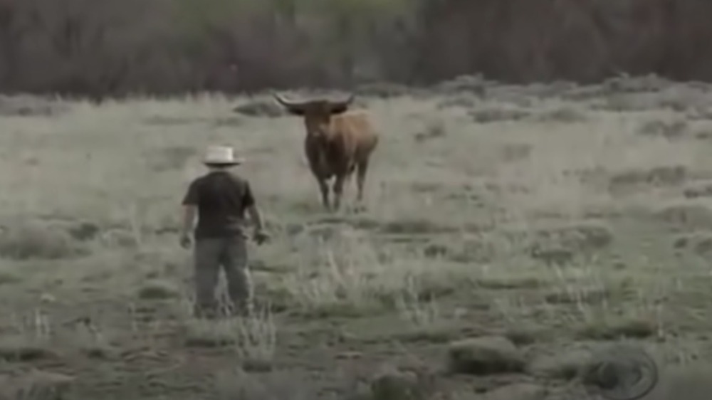 Kid and bull with horns standoff 