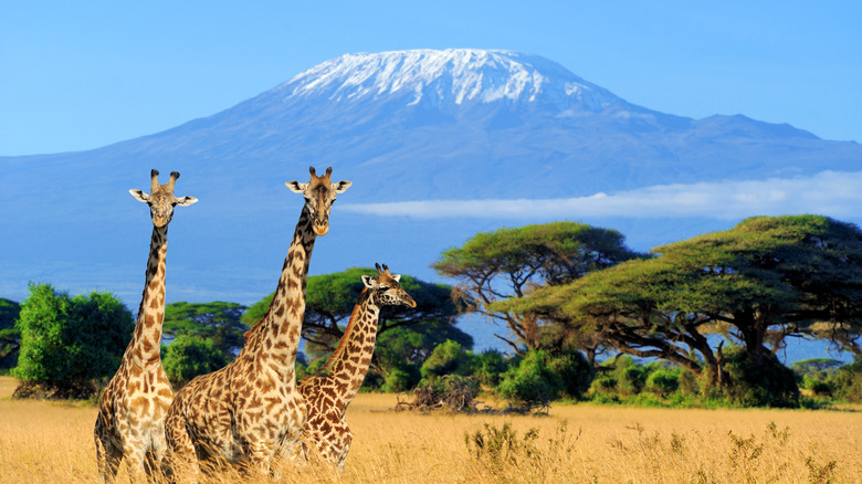 mount Kilimanjaro behind giraffes