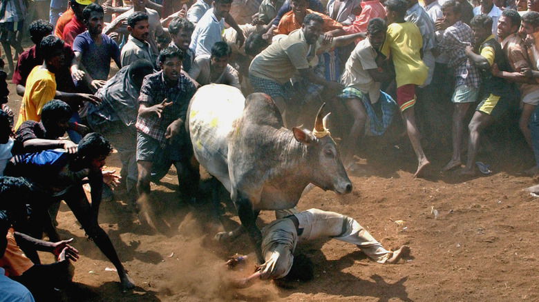 Jallikattu bull