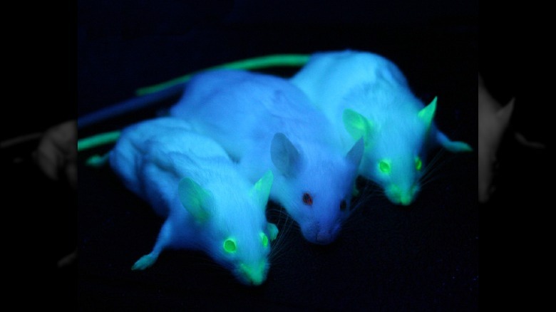 glowing mice