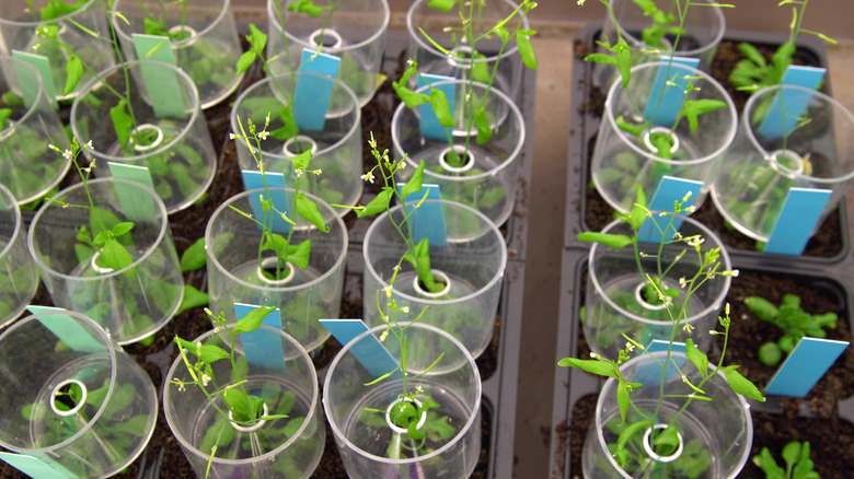 plants in lab cups for experiment