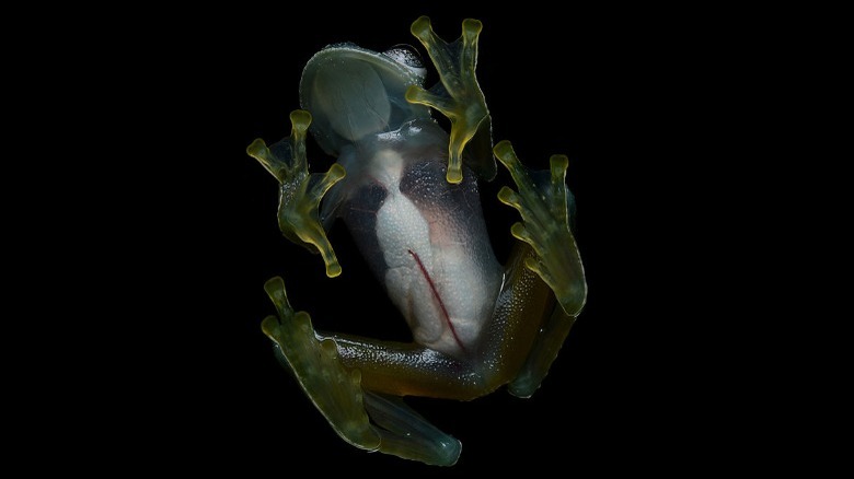 transparent frog from underneath