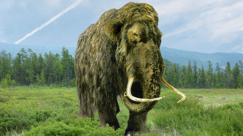 woolly mammoth