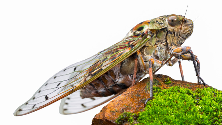 fungus cicada