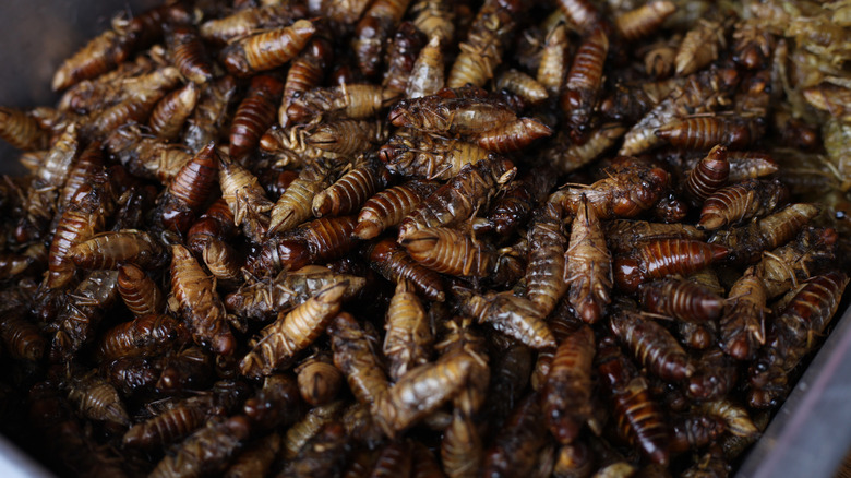 bowl of dead cicadas