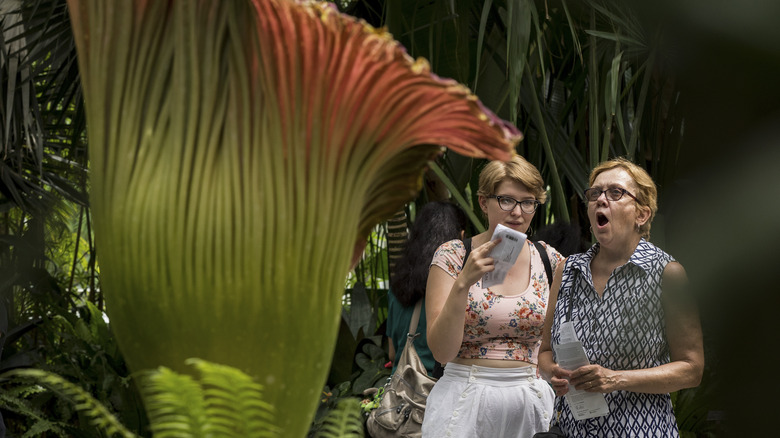 visitors to a corpse flower exhibit