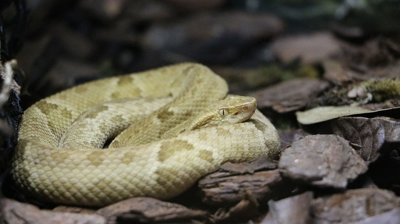 golden lancehead pit viper snake