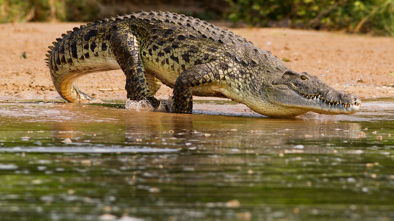 crocodile water