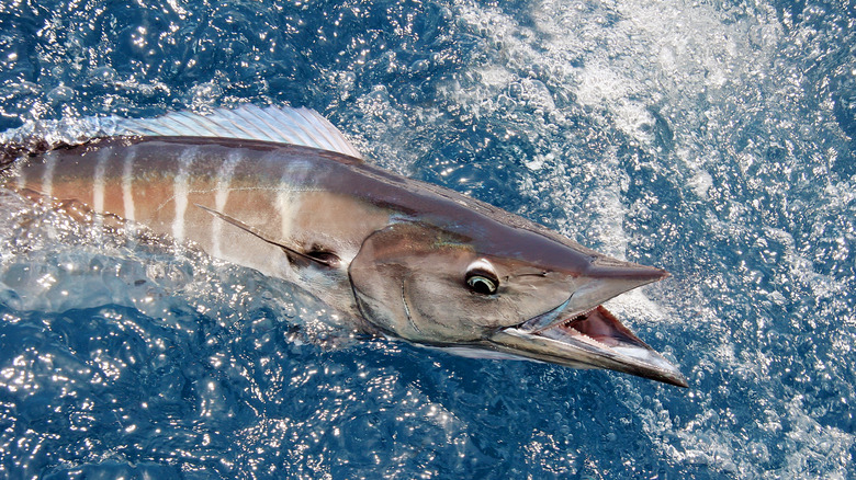 A wahoo in the water