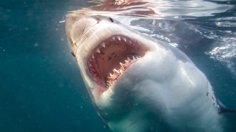 Great white shark in the ocean