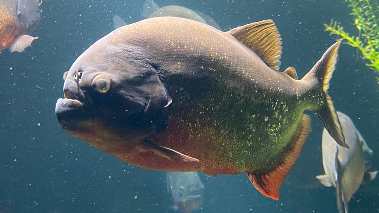 Piranha in a aquarium 