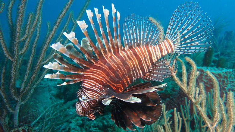 Lionfish in.a coral reef